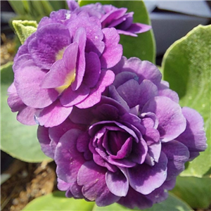 Primula Auricula 'Purple Pip'